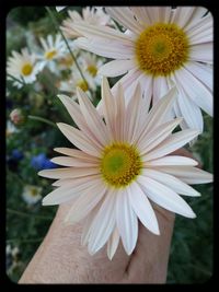 Close-up of white daisy flower