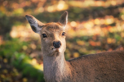 Portrait of deer