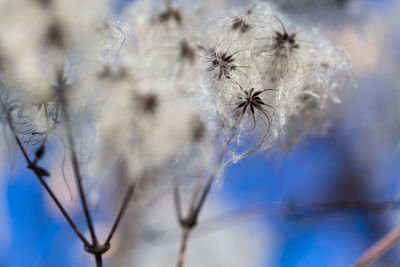 Close-up of spider on web during winter