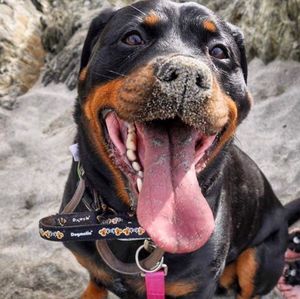 Close-up portrait of dog