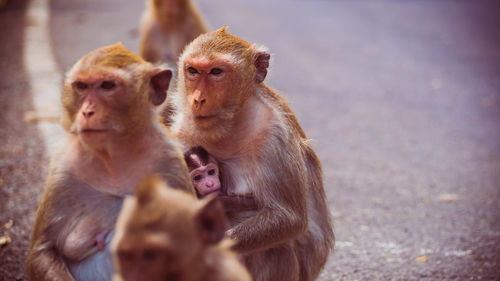 Mother and her baby monkey. monkeys macaque in thailand, 