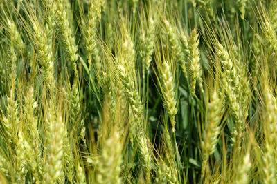 Wheat field