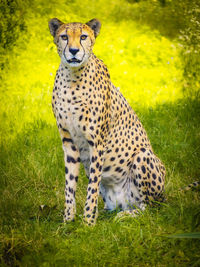 Close-up of cheetah