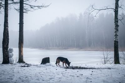 Dog on snowy field against trees