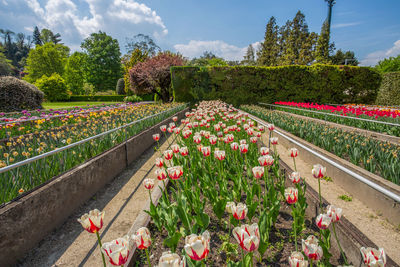 View of flowering plants in garden