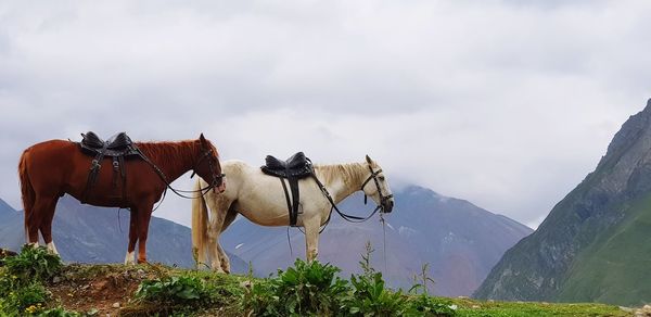 Horses on field against sky