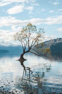 Scenic view of tree in lake against sky