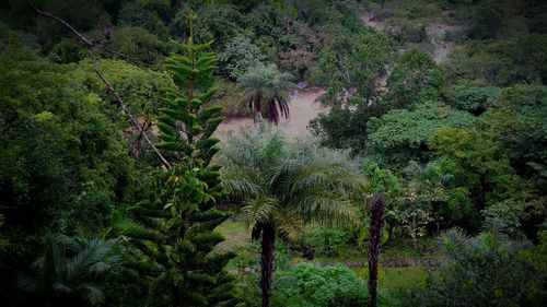 Plants and trees in park
