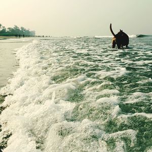 Rear view of man in sea against sky