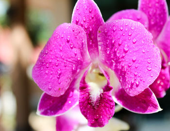 Close-up of wet pink flower