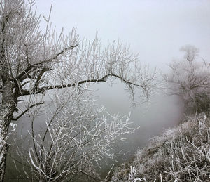 Scenic view of frozen plants against sky