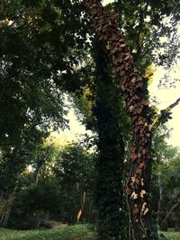 Low angle view of trees in forest