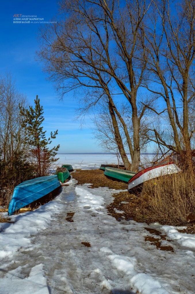 blue, tree, tranquility, bare tree, beach, water, tranquil scene, nature, sky, shore, sand, sea, scenics, transportation, beauty in nature, branch, boat, day, no people, absence