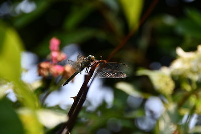 Close-up of dragonfly on leaf