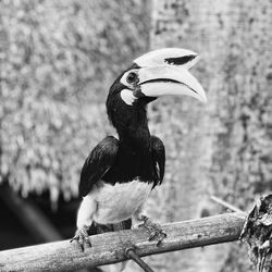Close-up of bird perching on branch