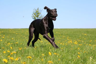 View of a dog on field