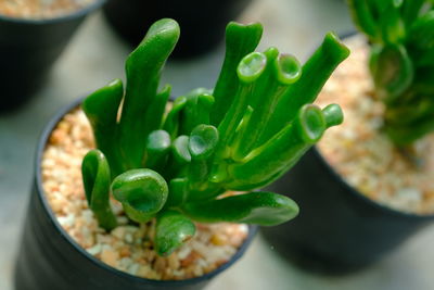 Close-up of succulent plant in bowl