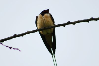 Low angle view of bird perching on branch against sky