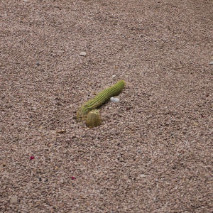 High angle view of lizard on sand