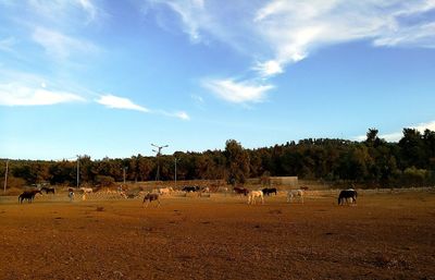 Panoramic view of trees against sky