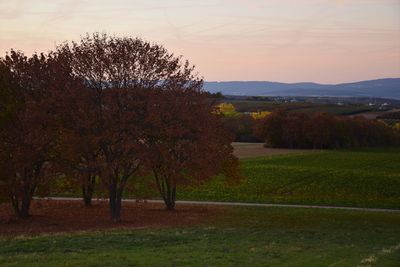 Trees on field against sky at sunset