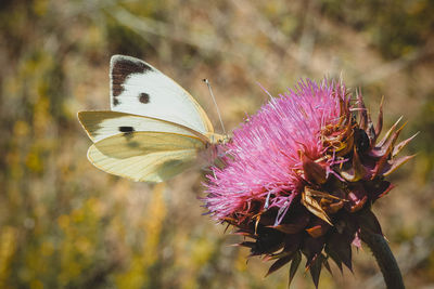 Close-up of butterfly pollinating on thistle