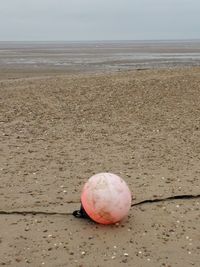 Close-up of shells on sand at beach against sky