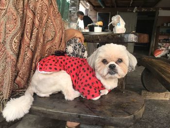 Portrait of dog on floor