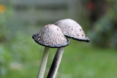 Close-up of mushroom growing on field