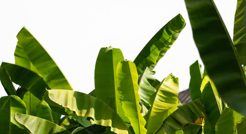 Low angle view of leaves on plant against sky