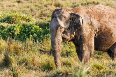 Elephant calf standing on field