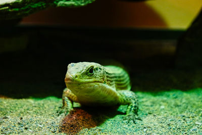 Close-up of lizard