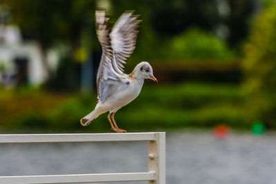 Close-up of seagull perching on railing