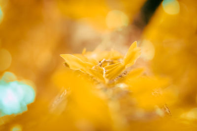 Close-up of yellow flowering plant