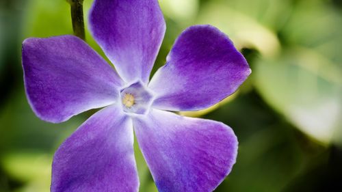 Close-up of purple flowering plant