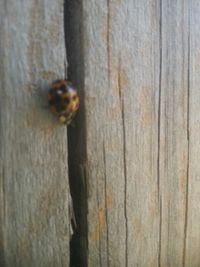 Close-up of wooden wall