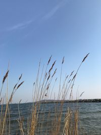 Scenic view of sea against clear blue sky