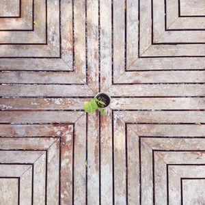Close-up of lizard on wooden door