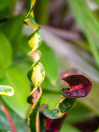 Close-up of purple flowering plant