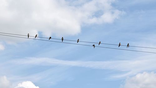 Low angle view of birds perching on cable against sky