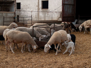 Sheep in a field