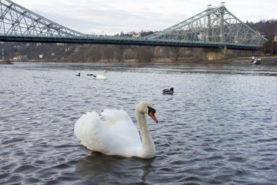 Swan swimming in a lake