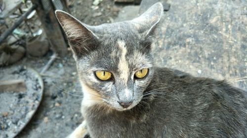 Portrait of cat looking at camera