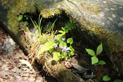 High angle view of mushrooms growing on tree trunk