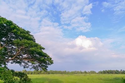 Trees on field against sky