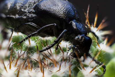 Close-up of insect on plant