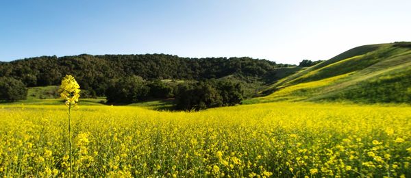 Oilseed rape field