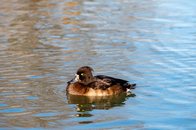 Duck swimming in lake