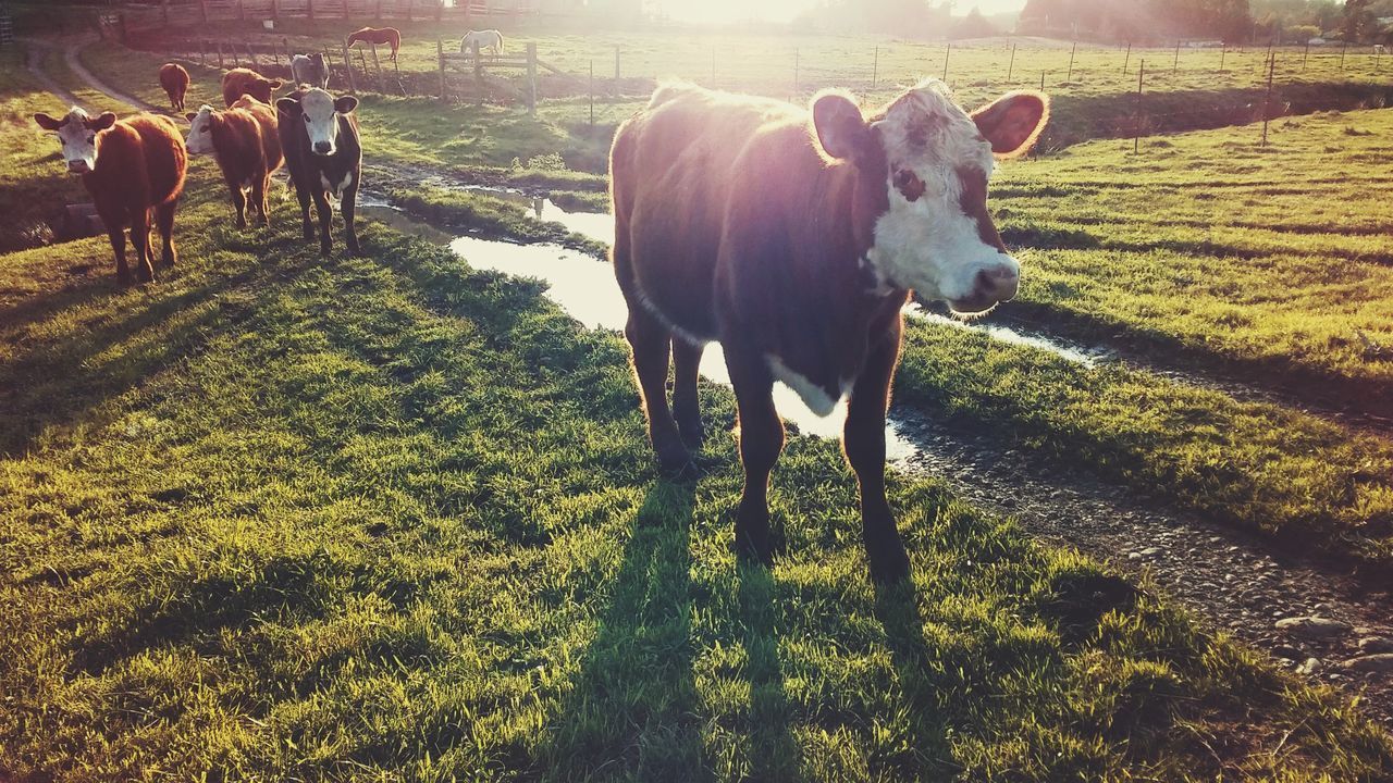 COWS IN FIELD