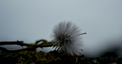 Close-up of white flowers